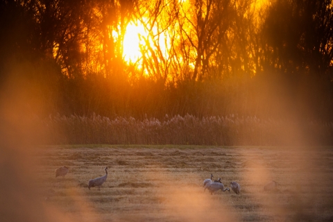 Camargue, Grues cendrées