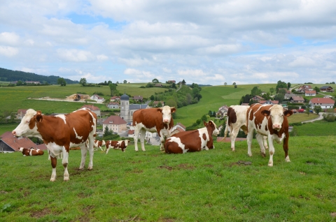 Photo des jolies vaches au village comtois