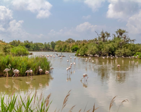 Parc régional de Camargue