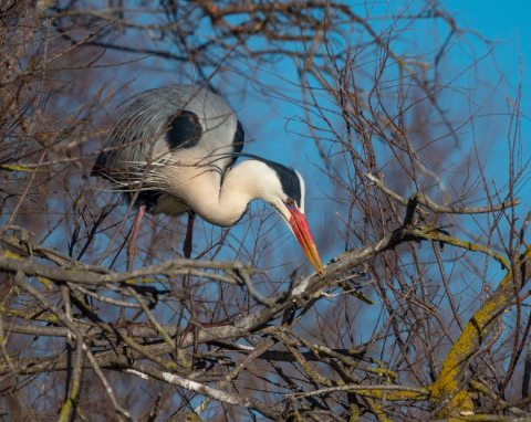 Le Parc Ornithologique de Pont de Gau