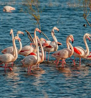 Parc Ornithologique du Pont de Gau: Oiseaux de Camargue